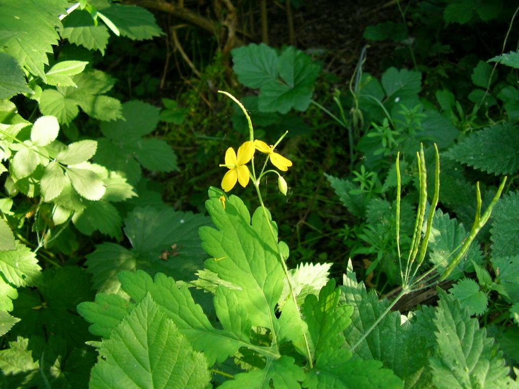 Chelidonium majus / Celidonia